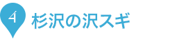 4.杉沢の沢スギ