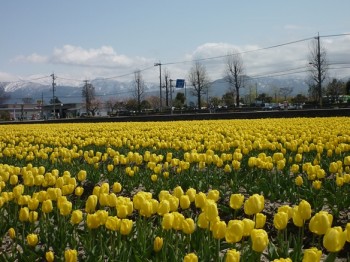 黄小町