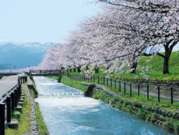 桜堤